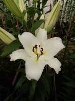 [4135 Gateway No02.JPG]